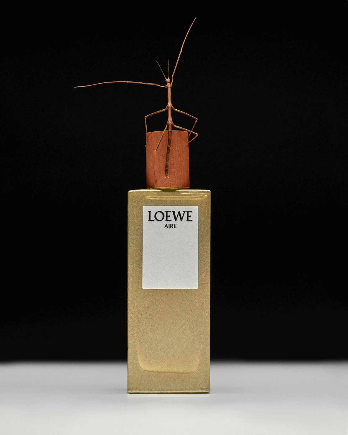 LOEWE // COLOUR AND SCENT 429